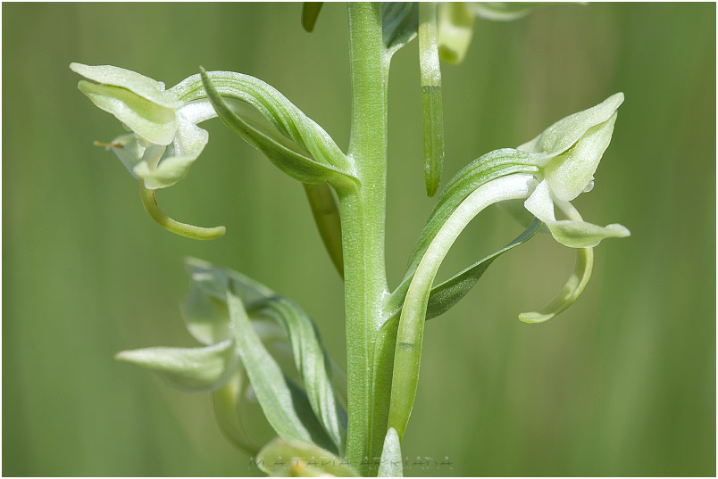 Platanthera algeriensis photo 4