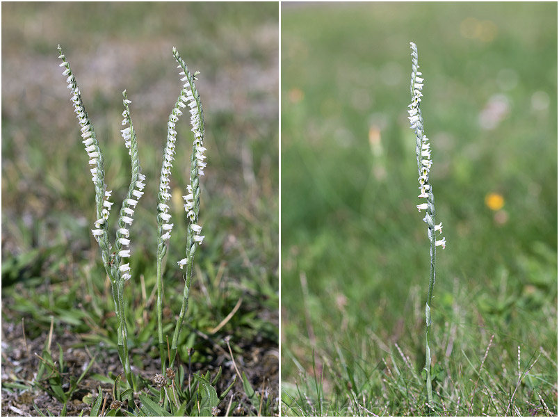 Spiranthes spiralis 2 Spiranthes spiralis photo 2