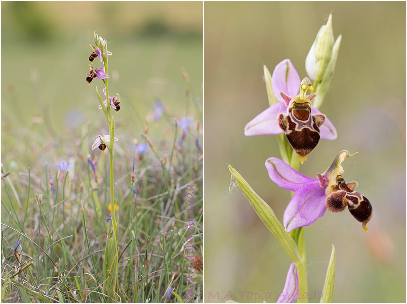 Ophrys apifera x Ophrys scolopax photo 2