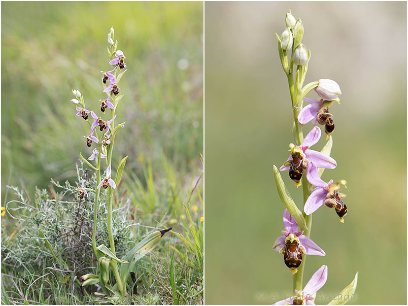 Ophrys apifera x Ophrys scolopax photo 3