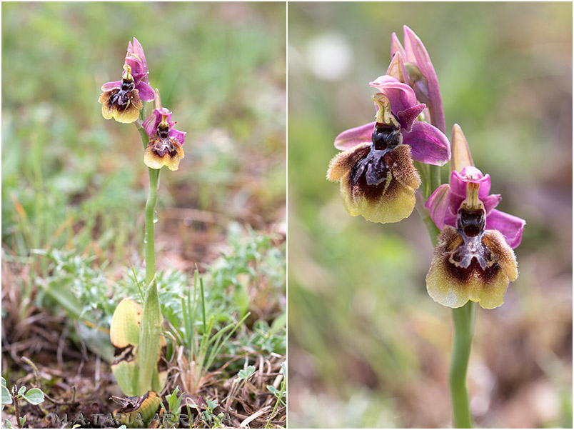 Ophrys ficalhoana x Ophrys speculum 2 Ophrys ficalhoana x Ophrys speculum photo 2