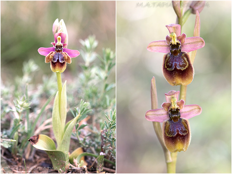 Ophrys ficalhoana x Ophrys speculum photo 3