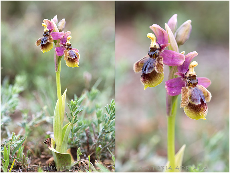 Ophrys ficalhoana x Ophrys speculum 4 Ophrys ficalhoana x Ophrys speculum photo 4