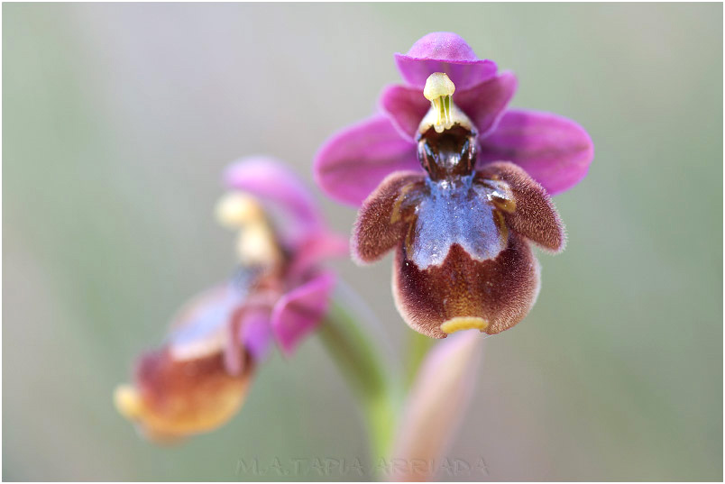 Ophrys ficalhoana x Ophrys speculum 5 Ophrys ficalhoana x Ophrys speculum photo 5