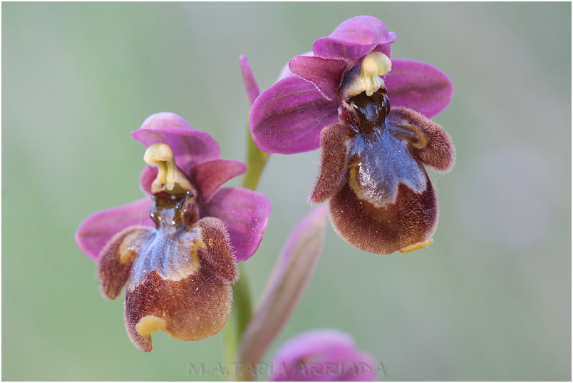 Ophrys ficalhoana x Ophrys speculum 6 Ophrys ficalhoana x Ophrys speculum photo 6
