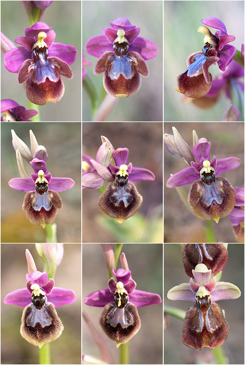 Ophrys ficalhoana x Ophrys speculum 8 Ophrys ficalhoana x Ophrys speculum photo 8