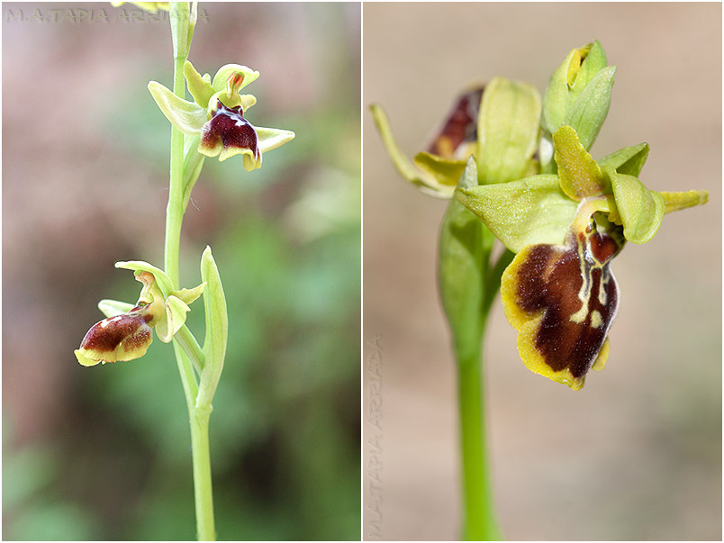Ophrys lutea x Ophrys riojana 1 Ophrys lutea x Ophrys riojana photo 1