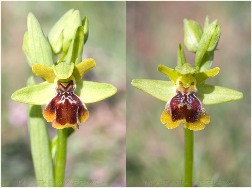 Ophrys lutea x Ophrys riojana 2 Ophrys lutea x Ophrys riojana photo 2