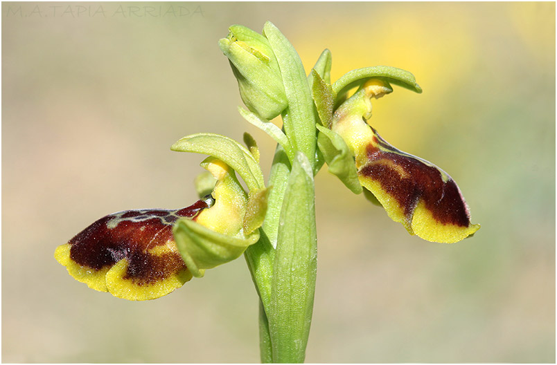Ophrys lutea x Ophrys riojana 3 Ophrys lutea x Ophrys riojana photo 3