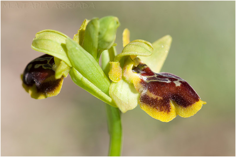 Ophrys lutea x Ophrys riojana 4 Ophrys lutea x Ophrys riojana photo 4