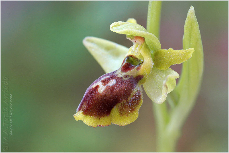 Ophrys lutea x Ophrys riojana 3