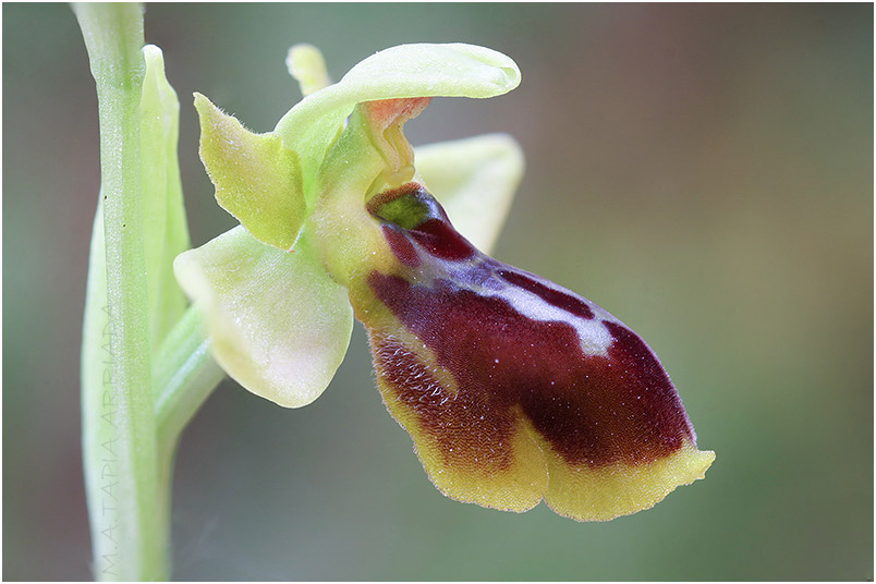 Ophrys lutea x Ophrys riojana 7 Ophrys lutea x Ophrys riojana photo 7