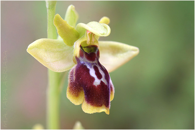 Ophrys lutea x Ophrys riojana 6 Ophrys lutea x Ophrys riojana photo 6