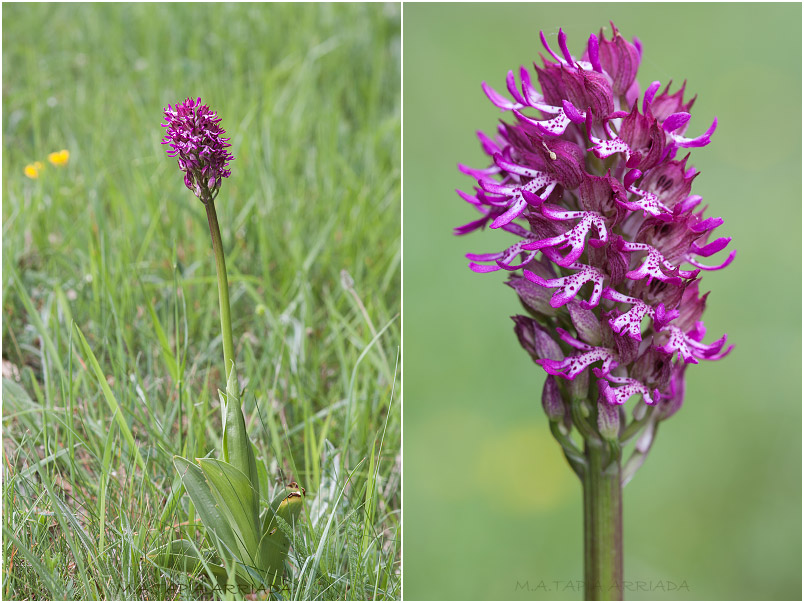 Orchis x angusticruris 1 Orchis x angusticruris photo 1