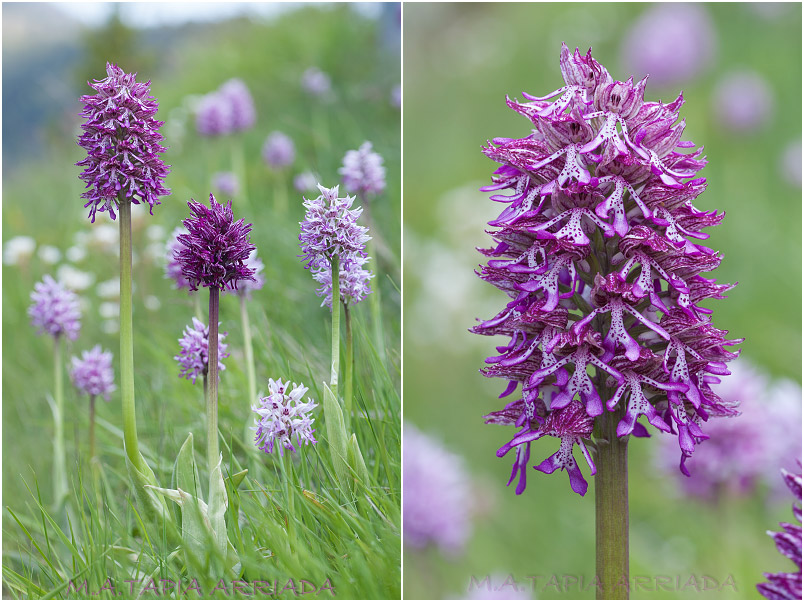 Orchis x angusticruris Orchis x angusticruris photo 2