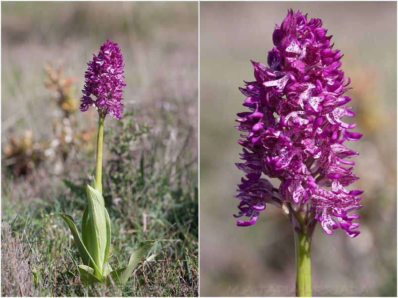 Orchis x angusticruris Orchis x angusticruris photo 4