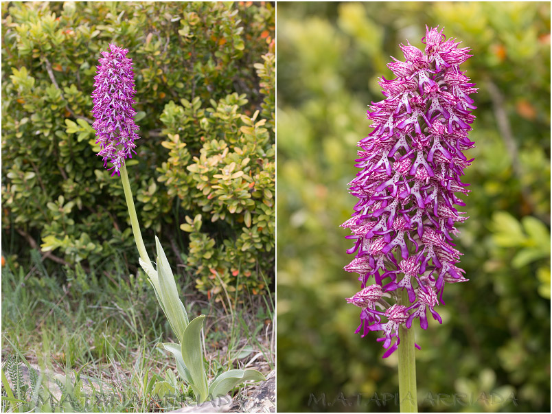 Orchis x angusticruris Orchis x angusticruris photo 5