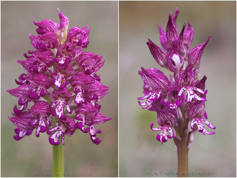 Orchis x angusticruris Orchis x angusticruris photo 6