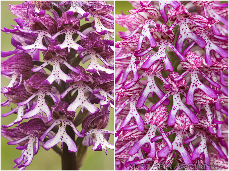Orchis x angusticruris Orchis x angusticruris photo 7