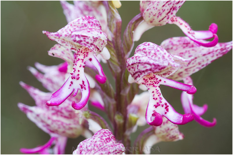 Orchis x angusticruris Orchis x angusticruris photo 8