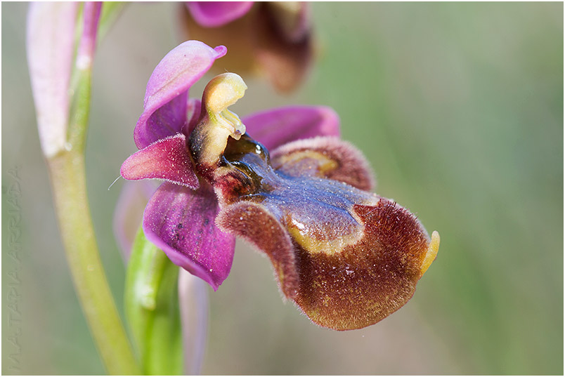 Ophrys ficalhoana x Ophrys speculum 4