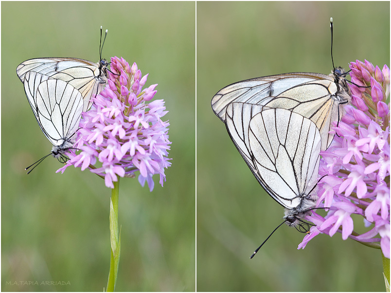 Aporia crataegi photo 2