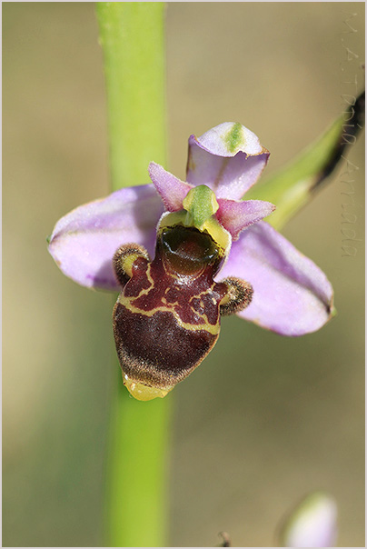 Ophrys querciphila photo
