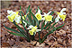 Narcissus pseudonarcissus 1