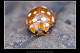 Anisocalvia quatuordecimguttata 1
