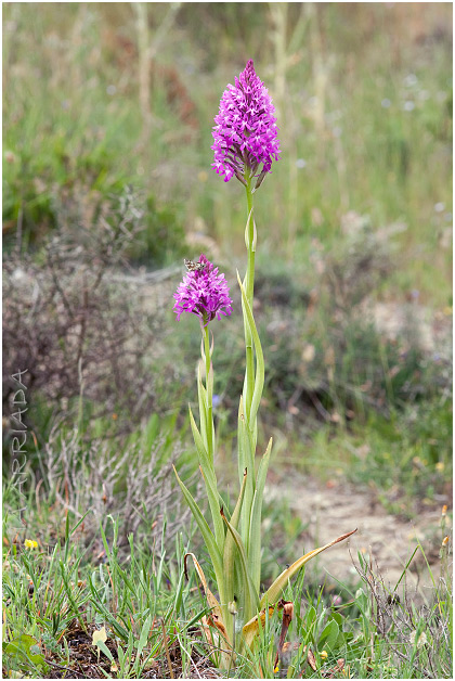 Anacamptis pyramidalis 1