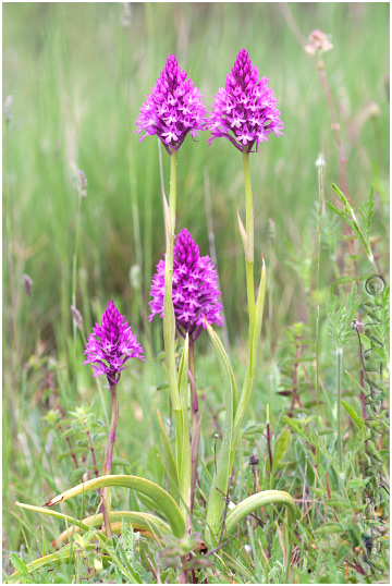 Anacamptis pyramidalis 2