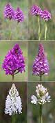 Anacamptis pyramidalis Artxibo