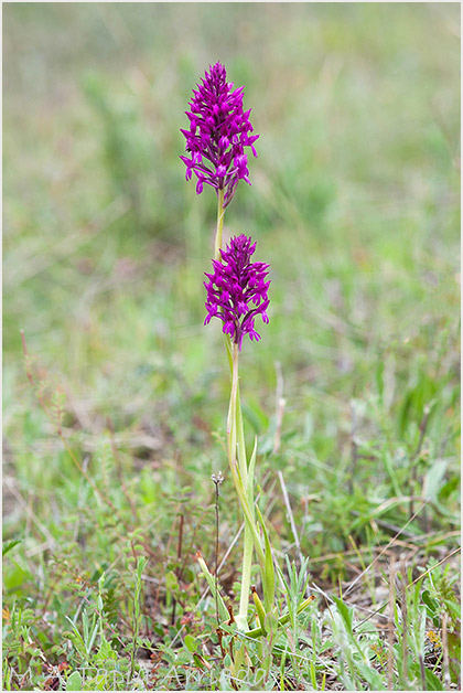 xAnacamptorchis simorrensis fotografa 1