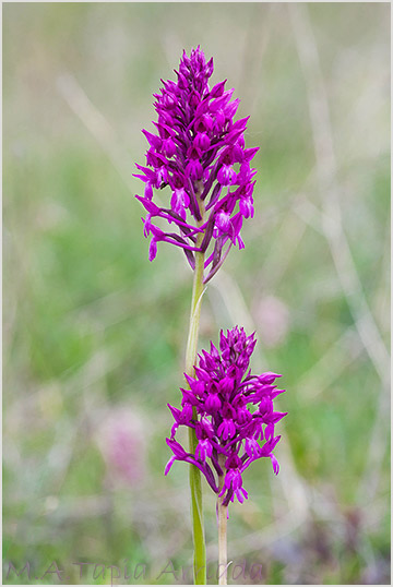 xAnacamptorchis simorrensis fotografa 2