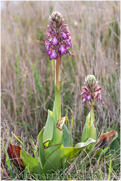 Barlia robertiana 1