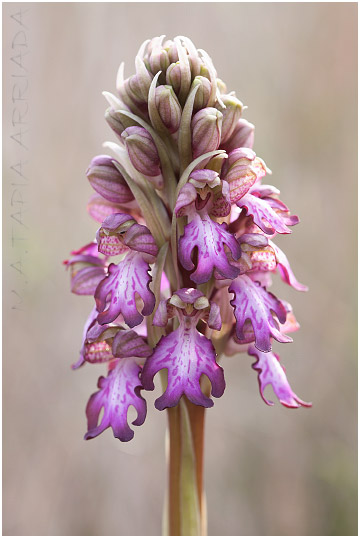 Barlia robertiana 2