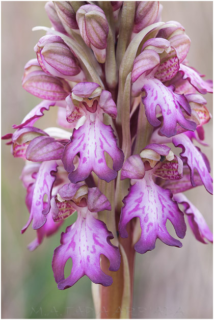 Barlia robertiana 3