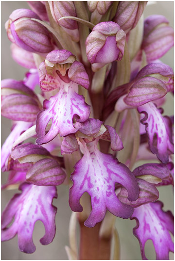 Barlia robertiana 4