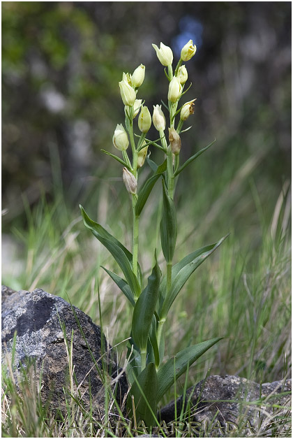 Cephalanthera damasonium photo 1