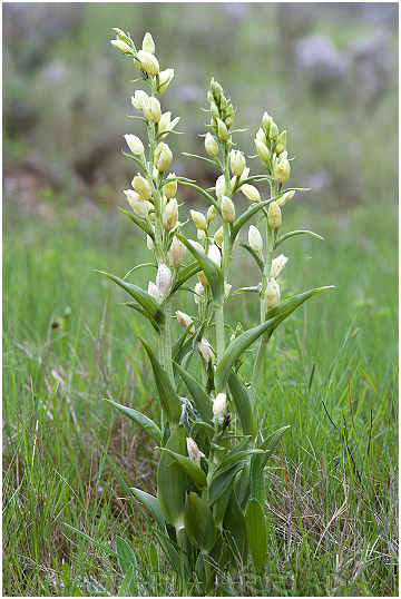 Cephalanthera damasonium photo 2