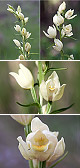 Cephalanthera damasonium artxibo