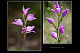 Cephalanthera rubra 2