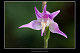 Cephalanthera rubra 3