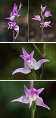 Cephalanthera rubra 4