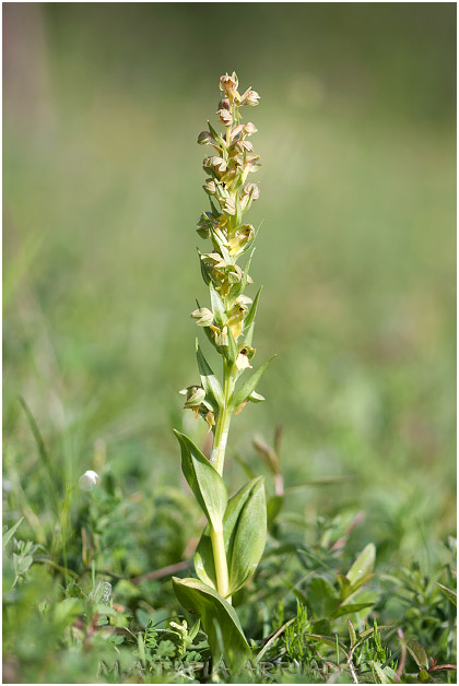 Coeloglossum viride photo 1