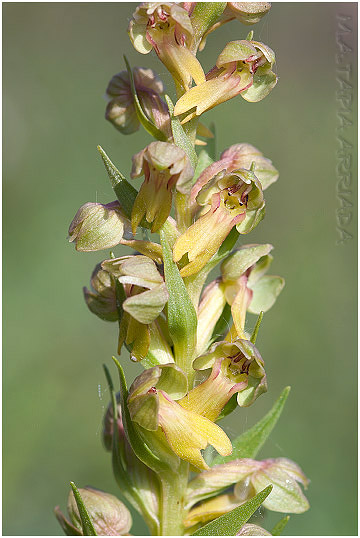 Coeloglossum viride photo 2