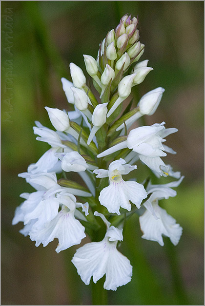 Dactylorhiza ericetorum 1