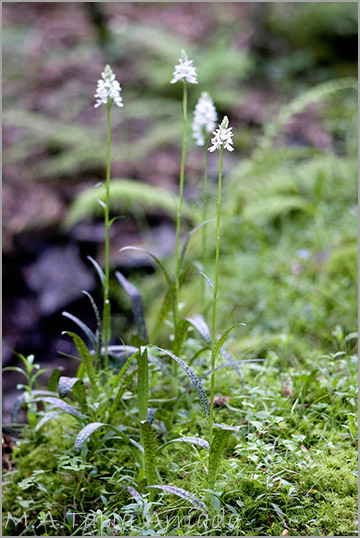 Dactylorhiza ericetorum 2