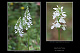 Dactylorhiza ericetorum 2