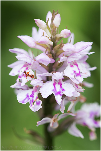 Dactylorhiza fuchsii 1